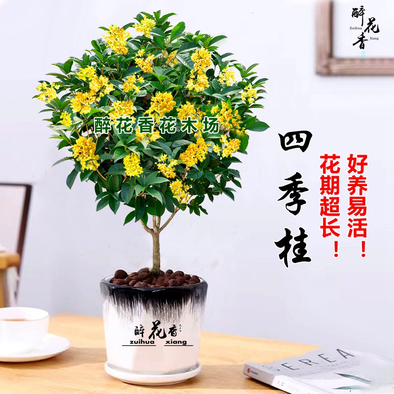桂花盆栽樹苗四季桂超長花期室內(nèi)盆栽花卉庭院月桂大棵濃香型精選