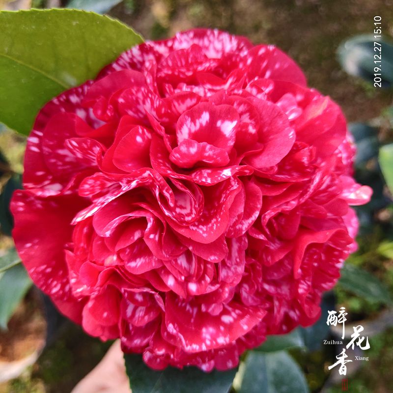 绿植福建龙岩客厅名贵茶花盆栽