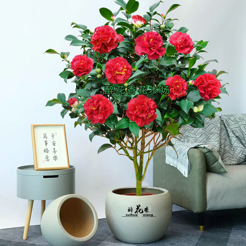 茶花盆栽克瑞墨牡丹浓香型客厅