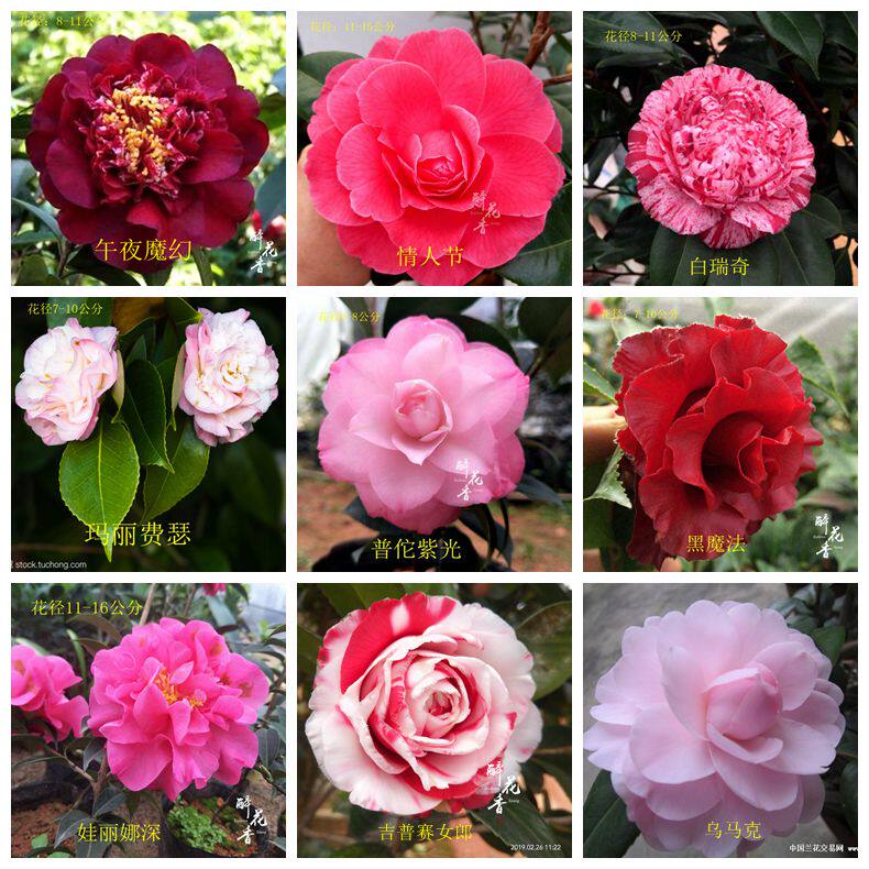 嫁接盆栽茶花苗拉力皮特情人节吉普赛女郎乌马克恨天高超级赛牡丹