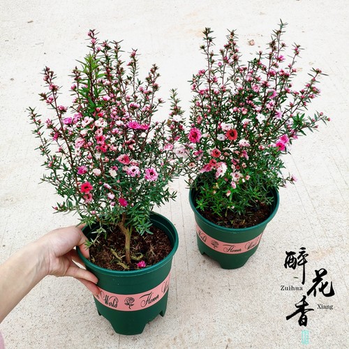 松红梅带花四季客厅盆景绿植阳台