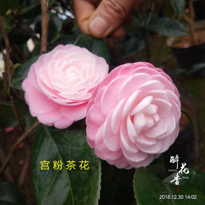 宫粉茶花盆栽小桃红绿植阳台