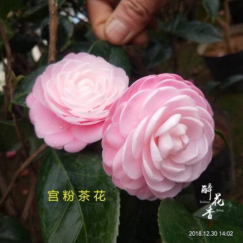 宫粉茶花盆栽小桃红苗当年开花绿植花卉阳台客厅花苗庭院盆景植物 - 封面