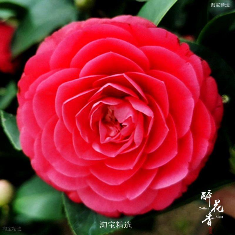 红玉山茶花精选年宵盆栽苗当年开花室内盆栽绿植花卉阳台庭院观花