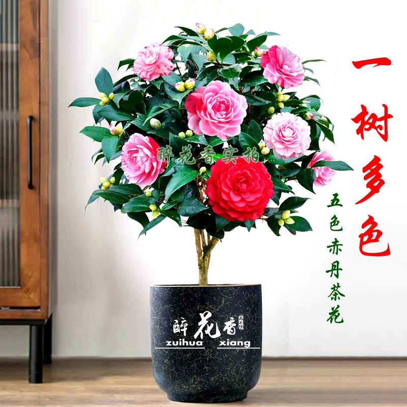 五色赤丹茶花盆栽花卉室内植物四季绿植一树多色阳台庭院大型热卖