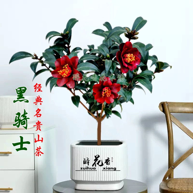 黑骑士盆栽山茶花苗开黑红色花名贵品种室内花卉阳台造型熟桩盆景