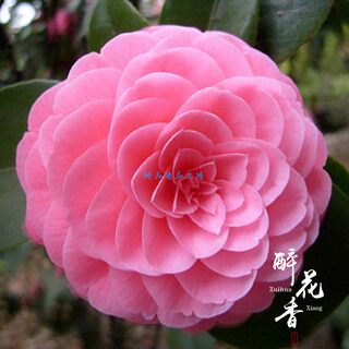 福建山茶花苗粉色十八学士室内茶花盆栽花卉绿植原生当年开花好养