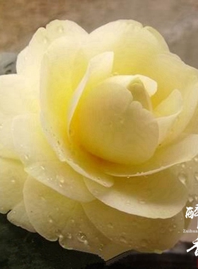 黄达茶花盆栽当年开花苗绿植花卉盆栽阳台室内客厅花庭院黄色好养