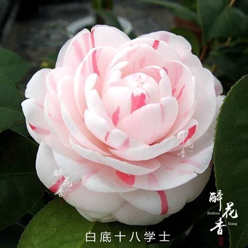 白底十八学士经典差盆栽好养