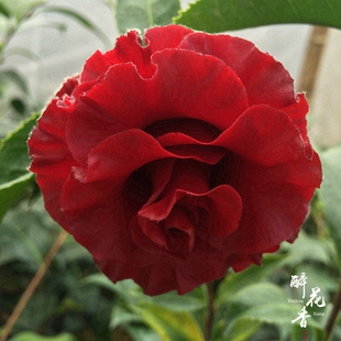 黑魔法茶花盆栽苗室内绿植盆栽名贵花卉庭院阳台当年开花观花观叶