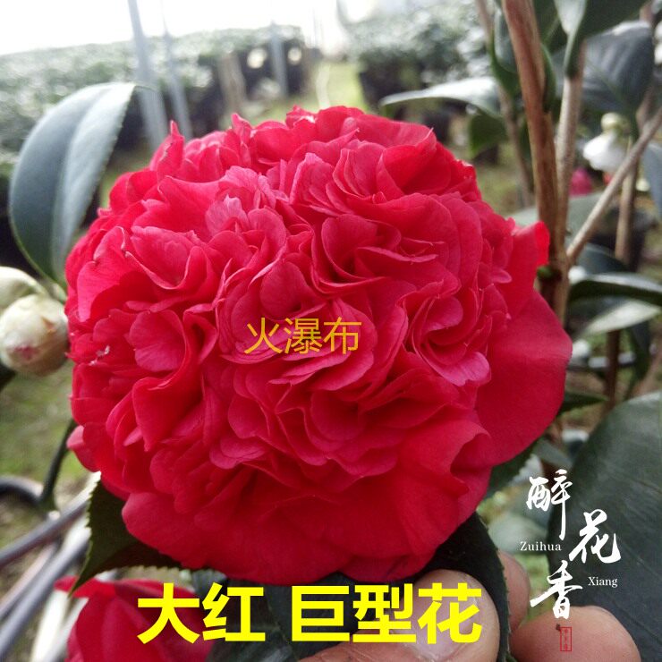 火瀑布茶花苗 绿植花卉盆栽 阳台客厅花苗庭院植物盆景茶花正红