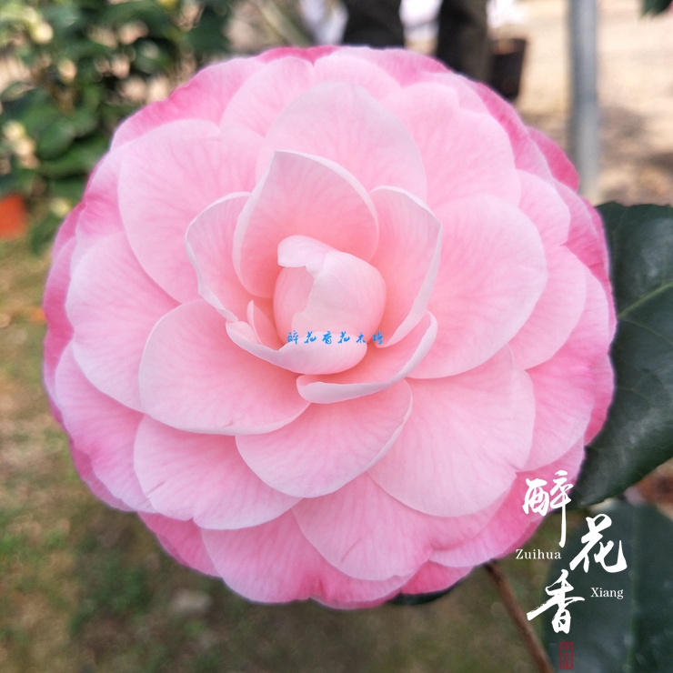 美人艳山茶花盆栽树苗名贵绿植花卉四季阳台客厅庭院植物当年开花