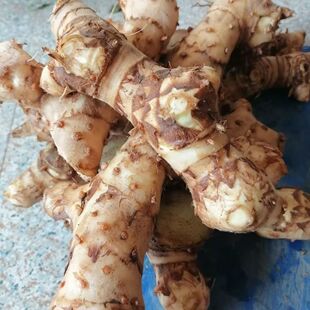 新鲜现挖闭鞘姜广商陆白石笋水蕉花樟柳头罗汉姜老妈妈拐杖500克