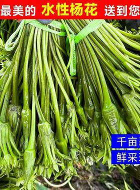 云南野菜洱海水性杨花大理特产