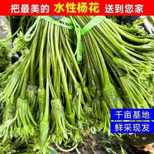 顺丰水性杨花云南特产海菜花泸沽湖丽江海菜云南野菜大理特产洱海