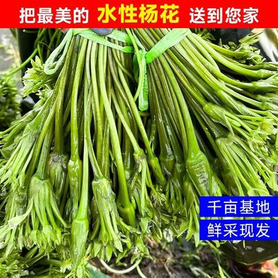 云南野菜洱海水性杨花大理特产
