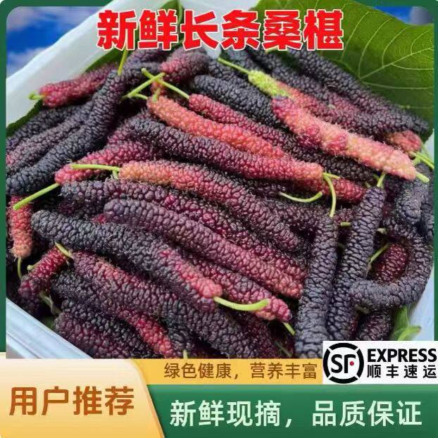 凉山新鲜桑葚长条桑葚纯甜鲜货桑椹无沙桑葚现摘小盒装水果孕妇果