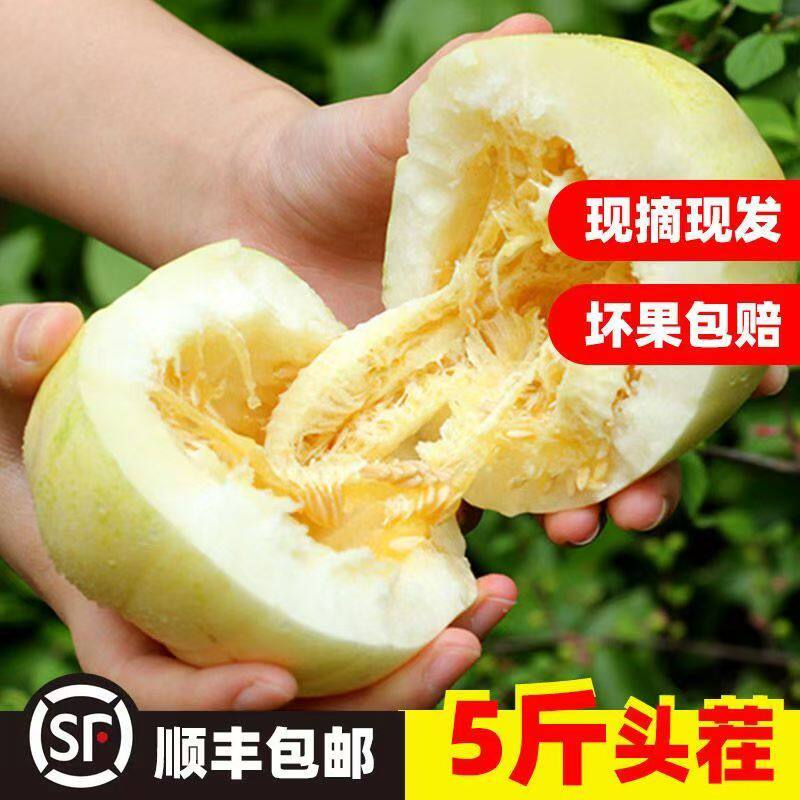 巴盟香瓜白莲脆甜瓜5斤时令当季应季水果整箱装白糖罐白梨脆特产 - 实物图