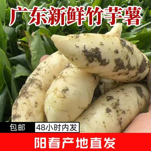 农家新鲜竹薯现挖无渣竹芋5斤当季冬粉薯凉粉薯根茎薯煲汤炒菜