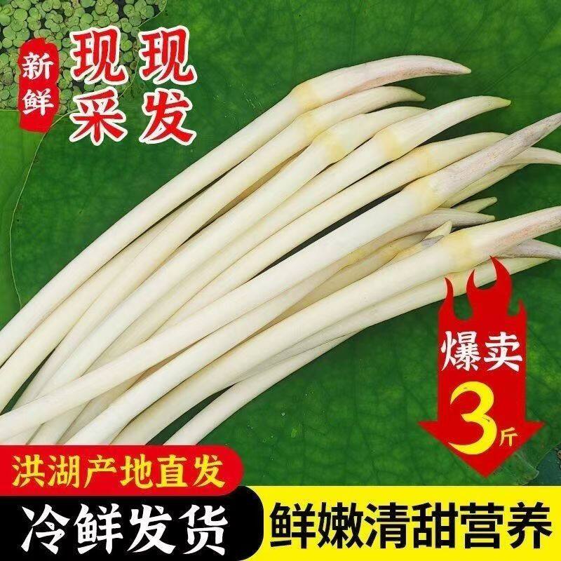 新鲜藕带 藕尖现挖现发野生藕肠子莲藕梢湖南农家时蔬3斤顺丰包邮