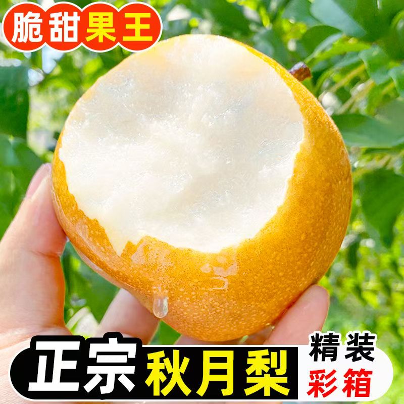 莱阳秋月梨特大礼盒装脆甜多汁