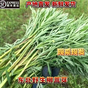 顺丰包邮东北柳蒿芽新鲜柳蒿速冻发货新鲜山野菜食用农产品蘸酱菜