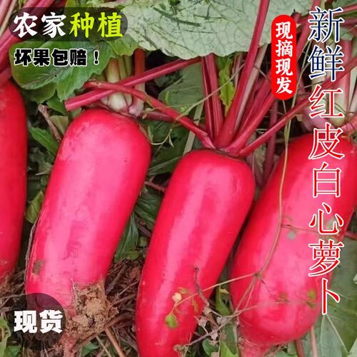 红皮白心萝卜新鲜现摘白肉水萝卜泡菜腌制原料非胭脂萝卜四川蔬菜