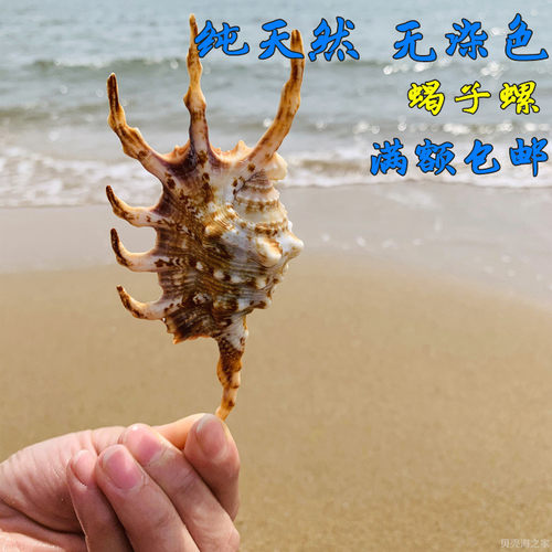 蝎子螺七角螺蜘蛛螺天然海螺贝壳鱼缸装饰品家居婚庆地台橱窗摆件