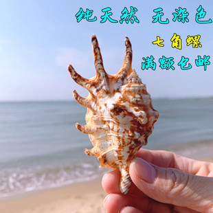 七角螺七星螺天然海螺贝壳稀有标本鱼缸造景家居装饰品地中海风格