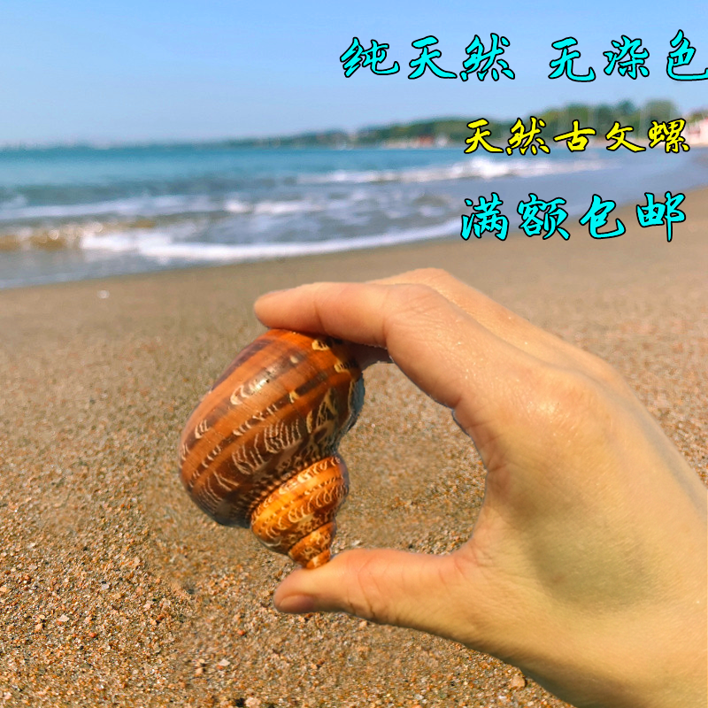 古文螺猫眼蝾螺卷贝鱼寄居蟹备用替换壳专用壳天然大海螺鱼缸造景