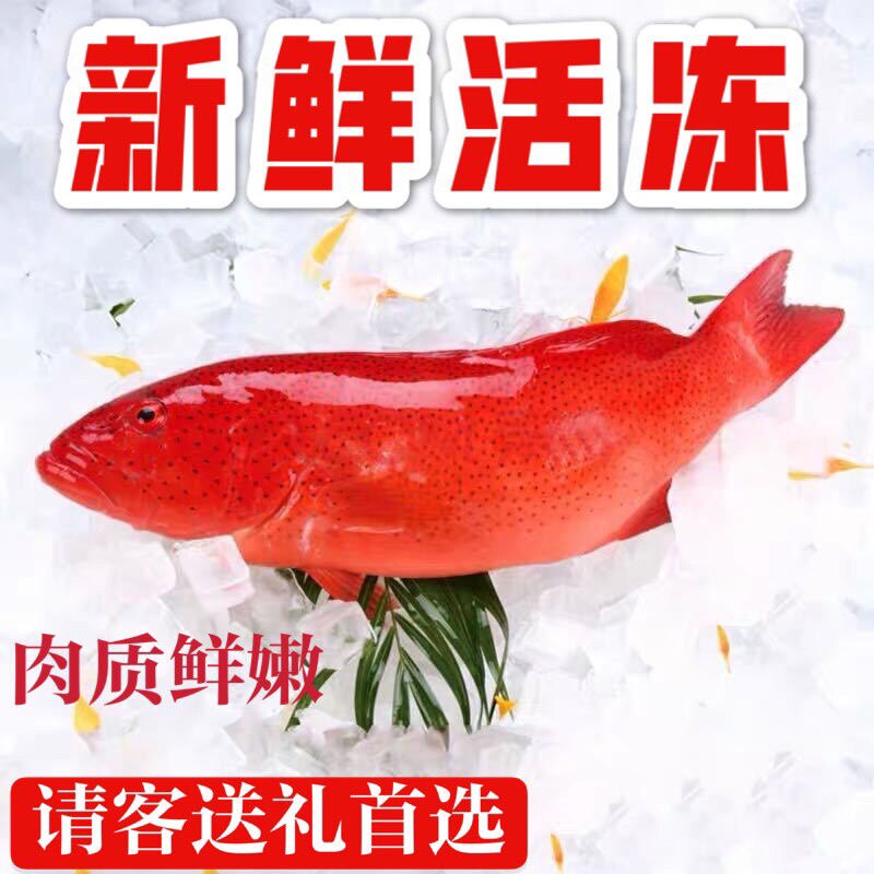 南沙群岛石斑鱼现捕新鲜冷冻去内脏深海燕尾斑海捕包邮燕尾星斑