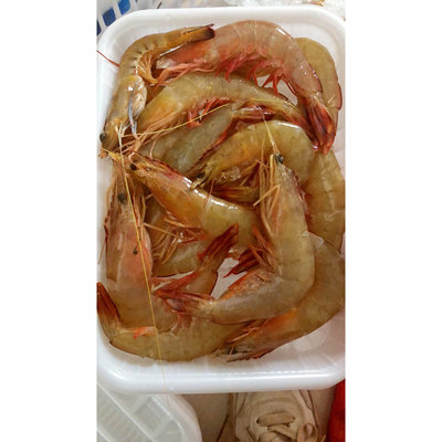 软壳海捕大明虾当天捕捞海虾