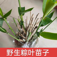 粽子叶树苗粽叶新鲜粽子叶广西芦苇叶大号新鲜包粽子野生现摘芒叶