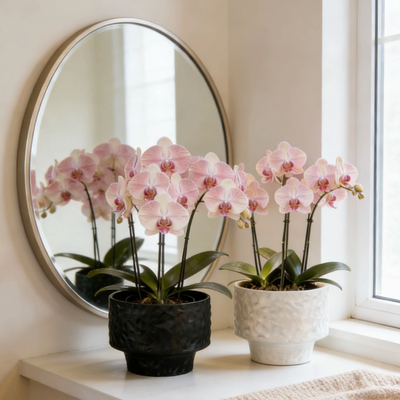 陶瓷简约蝴蝶兰大蕙兰花器