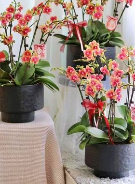 简约花盆大蕙兰蝴蝶兰大口径低款花器植物盆栽盆景花器