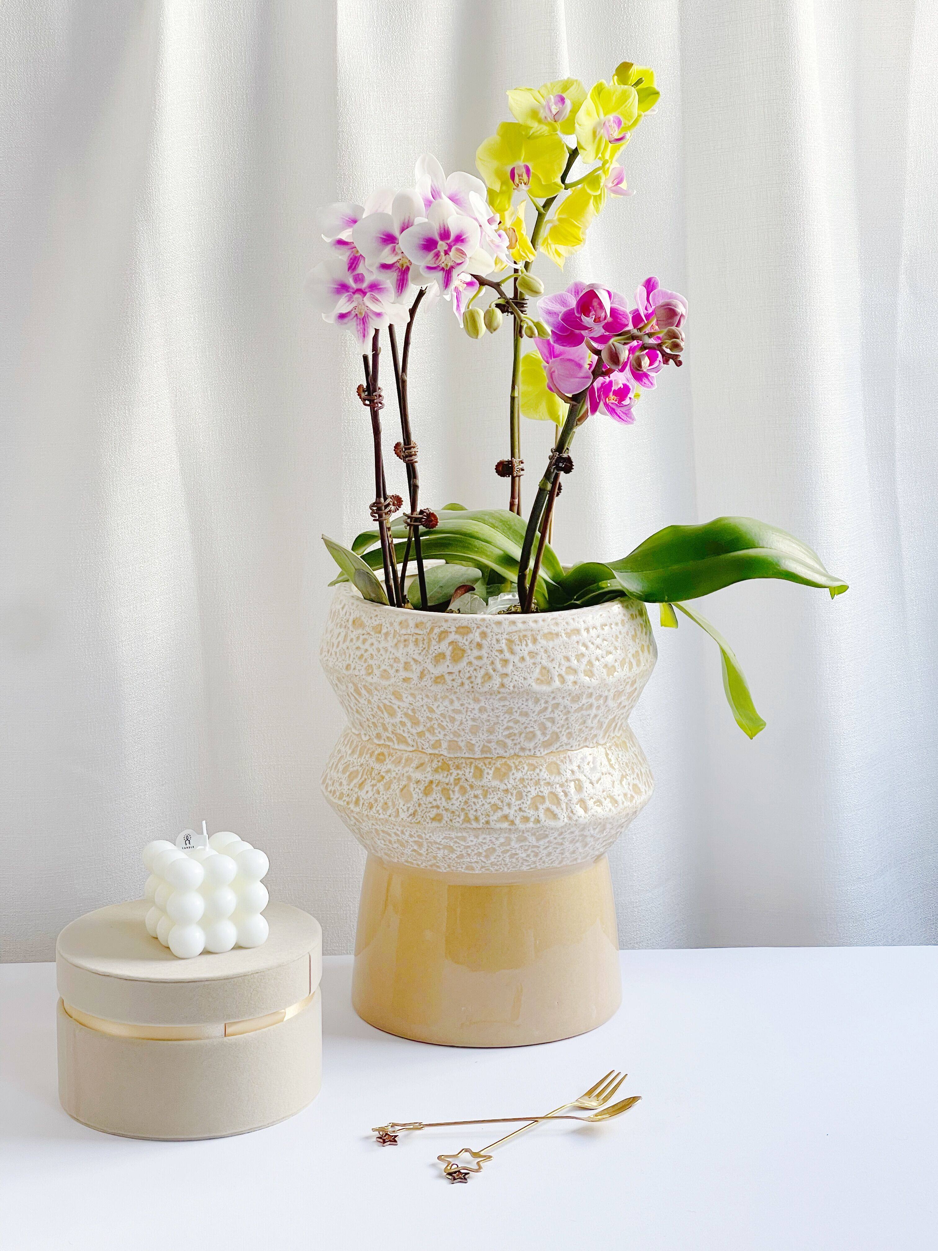 银柳冬青蝴蝶兰花釉新年宵花福桶轻奢客厅插花花器盆栽盆景花盆