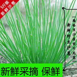 顺丰包邮甘肃沙葱新鲜沙葱民勤特产野生蔬菜下饭菜胡葱野葱5斤装