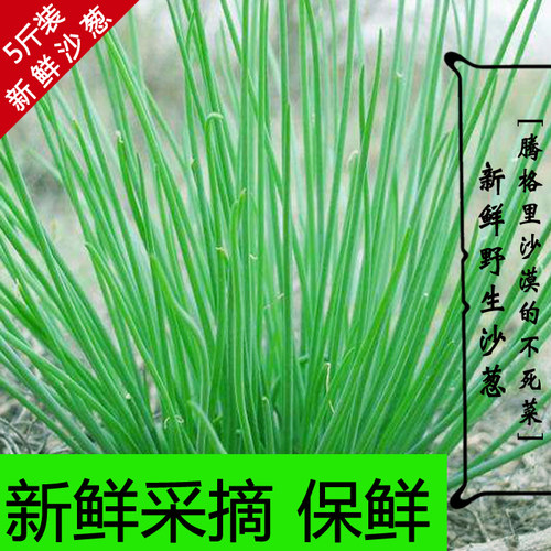 新鲜民勤特产沙葱包邮野生蔬菜