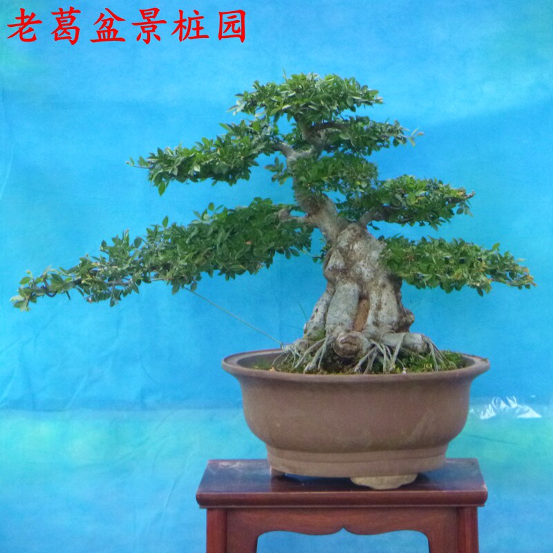 小叶榆树盆景树桩  抱石造型盆景 年代长实物大