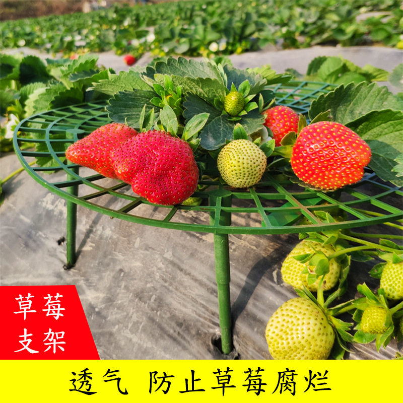 家庭种植草莓托盘架绿植防倒伏植物果实支撑园艺用品草莓支撑架子