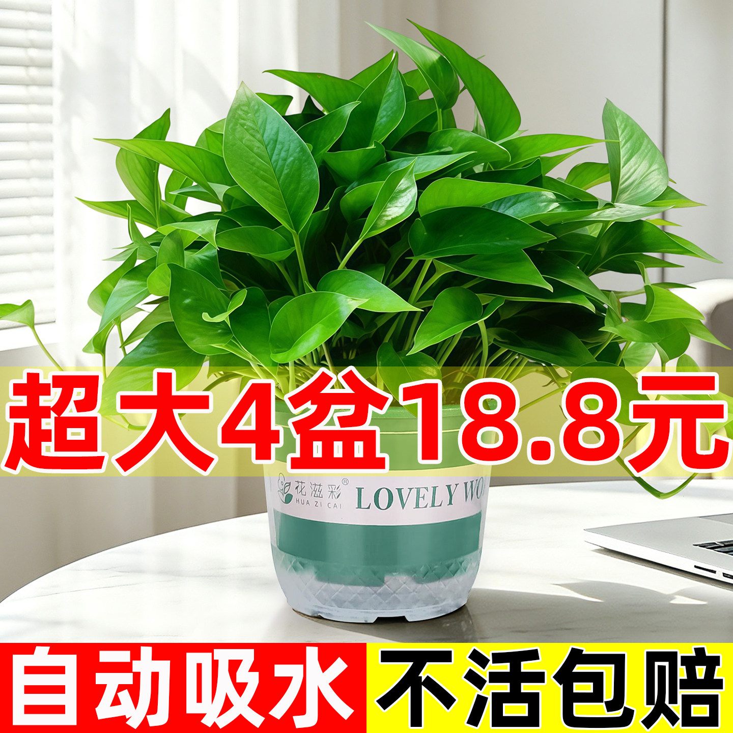 超大盆绿萝4盆18.8元