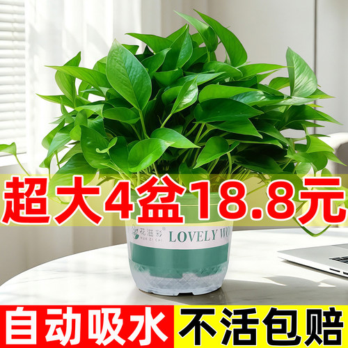 超大盆绿萝4盆18.8元