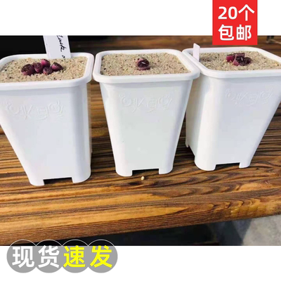 原装正品进口加厚花盆肉锥专用