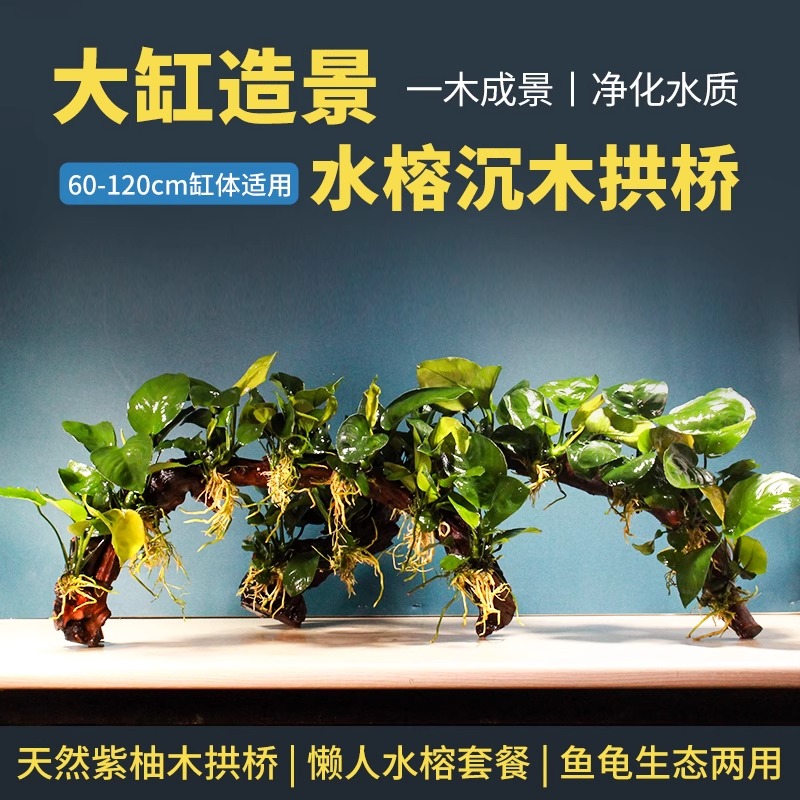 鱼缸造景沉木水草大叶水榕水