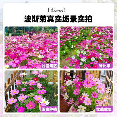波斯菊种子七彩格桑花花种籽子室外庭院花卉道路野花组合花海易活