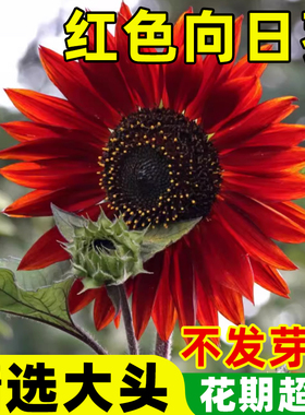 向日葵种子种孑红色葵花籽观赏阳台盆栽食用矮生玩具熊向日葵种子