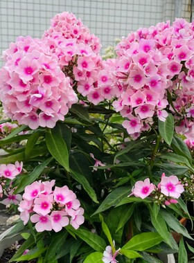 福禄考芝樱花花种籽子四季播种耐寒花籽长期长阳台易活花卉种子孑