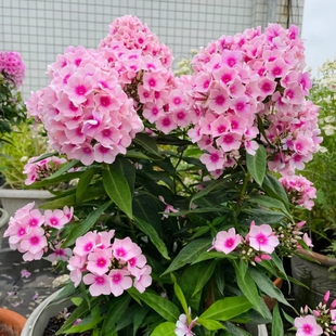 福禄考芝樱花花种籽子四季播种耐寒花籽长期长阳台易活花卉种子孑