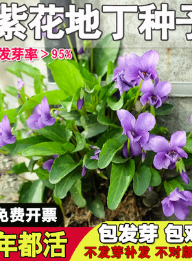 矮生耐寒每年开花紫花地丁蓝色花