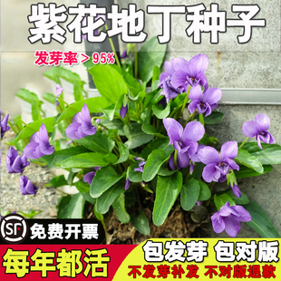 可种在草坪里花卉紫花地丁种子野堇菜花籽多年生耐阴地被护庭植物